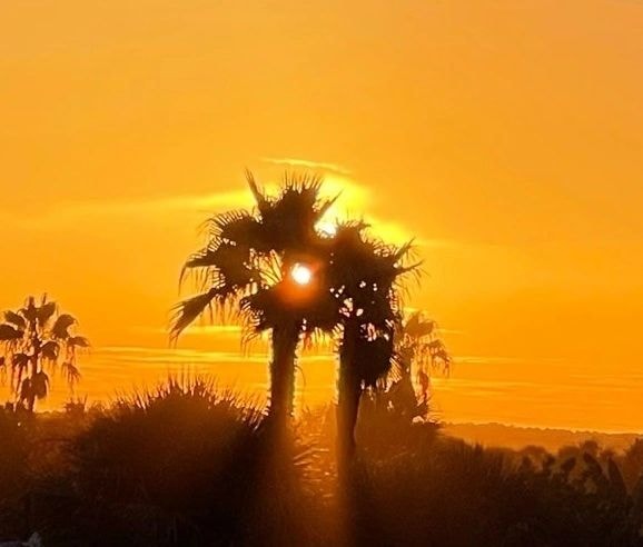 Golden hour sunset with palm trees